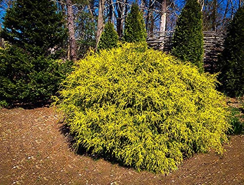 Golden Dwarf Hinoki Cypress Tree