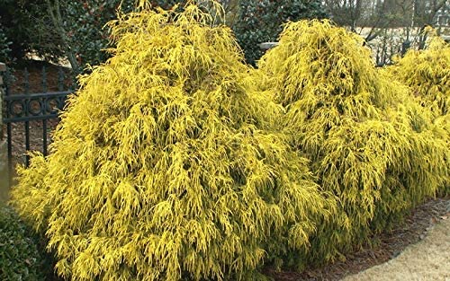 Golden Dwarf Hinoki Cypress Tree