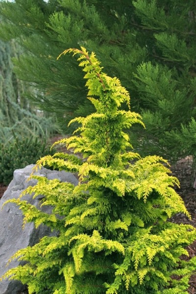 Growing the gold tip fernspray hinoki cypress (Chamaecyparis obtusa ...