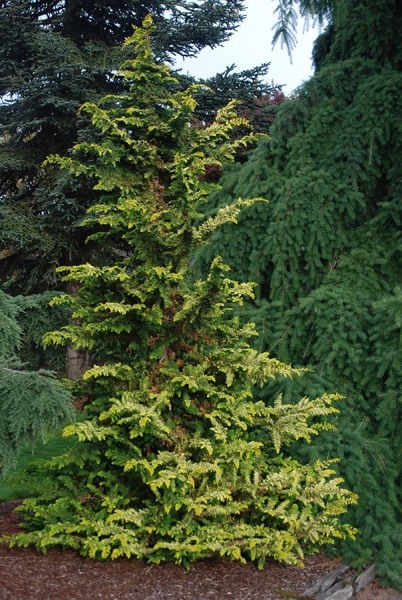 Gold Tip Fernspray Hinoki Cypress
