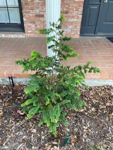 Gold Tip Fernspray Hinoki Cypress