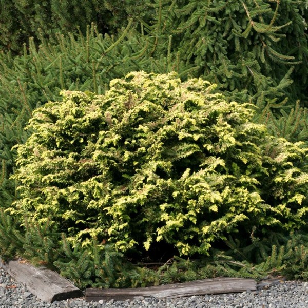 Gold Tip Fernspray Hinoki Cypress
