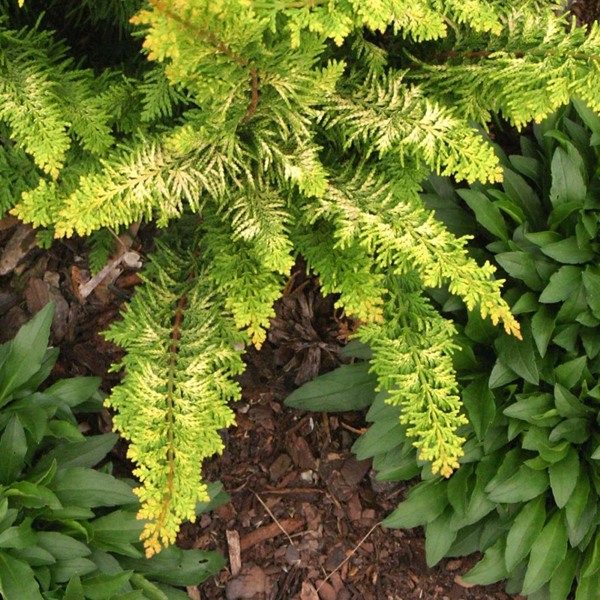 Gold Tip Fernspray Hinoki Cypress