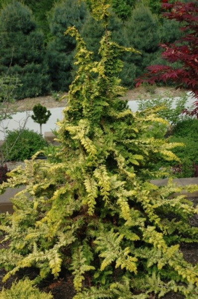 Gold Tip Fernspray Hinoki Cypress