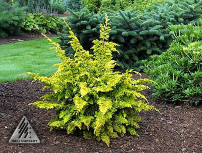 Gold Tip Fernspray Hinoki Cypress