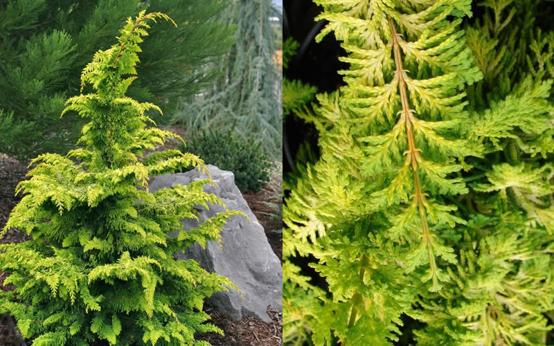 Gold Tip Fernspray Hinoki Cypress