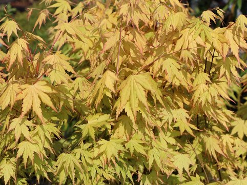 Growing the orange dream japanese maple, perennial, tree, shrub, plant ...