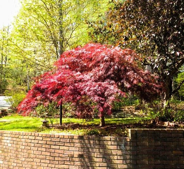 Growing the red dragon dwarf japanese maple (Acer palmatum var ...