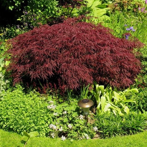 Growing the red dragon dwarf japanese maple (Acer palmatum var ...