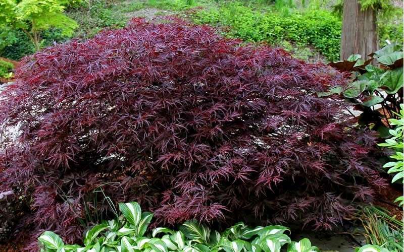 Growing the red dragon dwarf japanese maple (Acer palmatum var ...