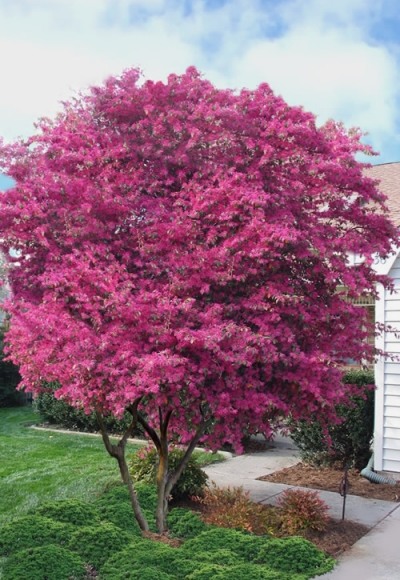 Growing the zhuzhou loropetalum (Loropetalum chinense), perennial ...