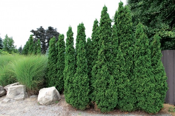 Growing the degroots spire arborvitae (Thuja occidentalis), perennial ...