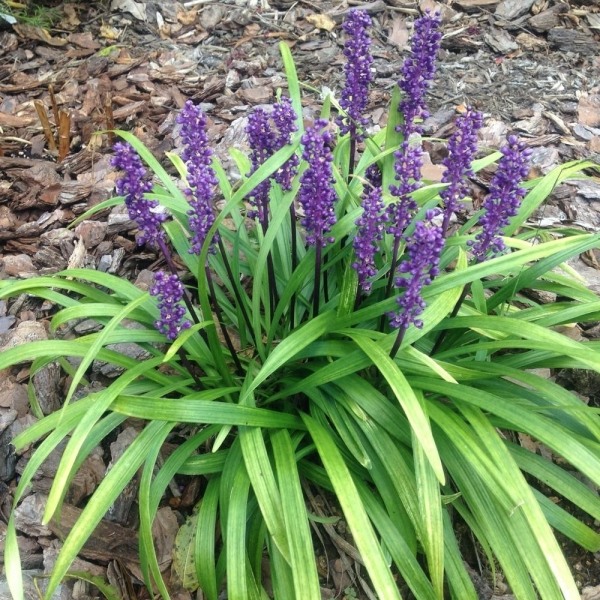 Growing the royal purple liriope (lilyturf) (Liriope muscari ...