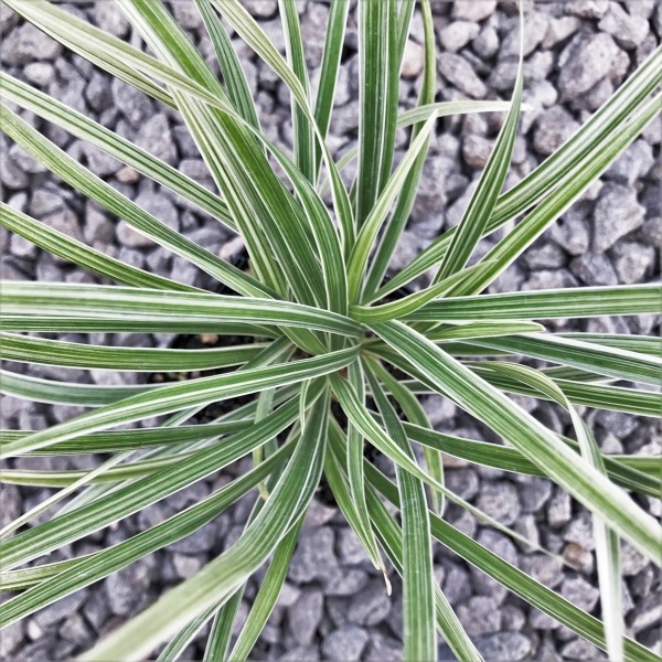 Growing the aztec grass (Liriope muscari), perennial, berry, grass ...