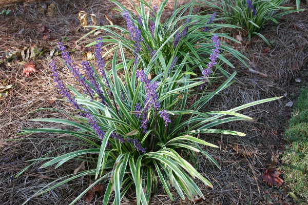 Growing the aztec grass (Liriope muscari), perennial, berry, grass ...