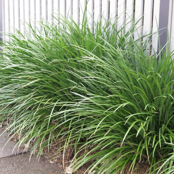 Growing the evergreen giant liriope (Liriope muscari), perennial ...