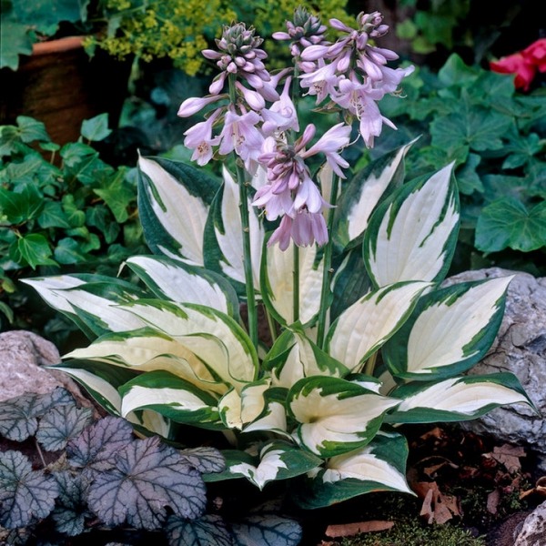 Growing the fire & ice hosta lily (Hosta), perennial, herbaceous ...