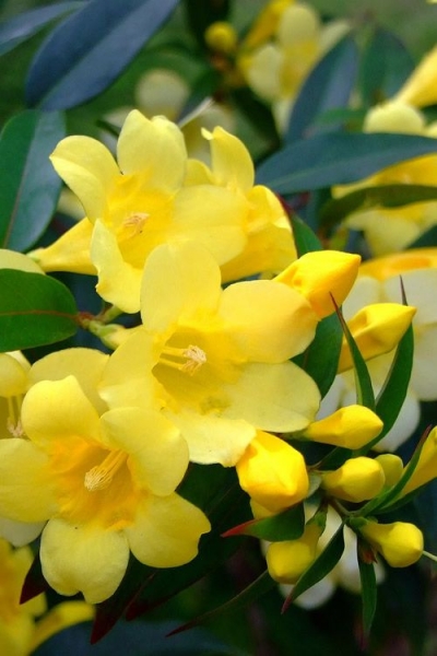 Growing the duet yellow jasmine (Gelsemium rankinii & Gelsemium ...