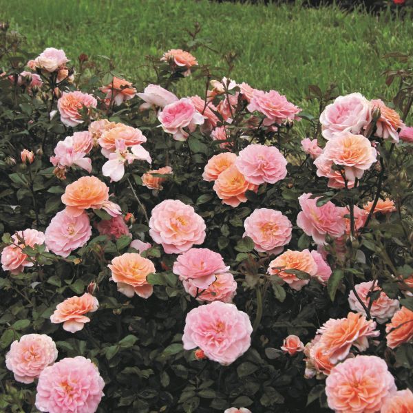 Growing the apricot drift dwarf rose (Rosa Meimirrote), perennial ...