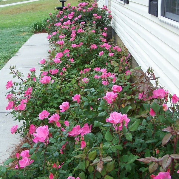 Growing the pink double knock out rose, perennial, shrub, flowering