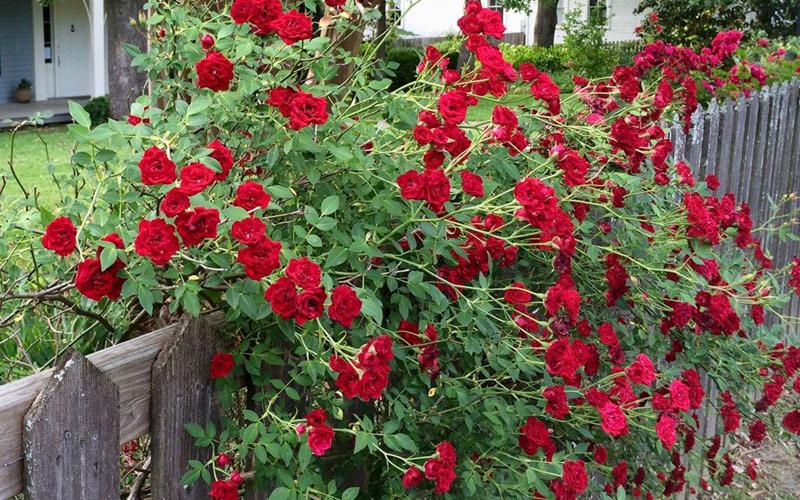 Growing the red cascade miniature climbing rose, perennial, shrub ...