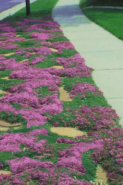 Growing the red creeping thyme (Thymus praecox Coccineus), perennial ...