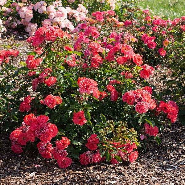 Growing the coral drift groundcover rose (Rose Meidrifora), perennial ...