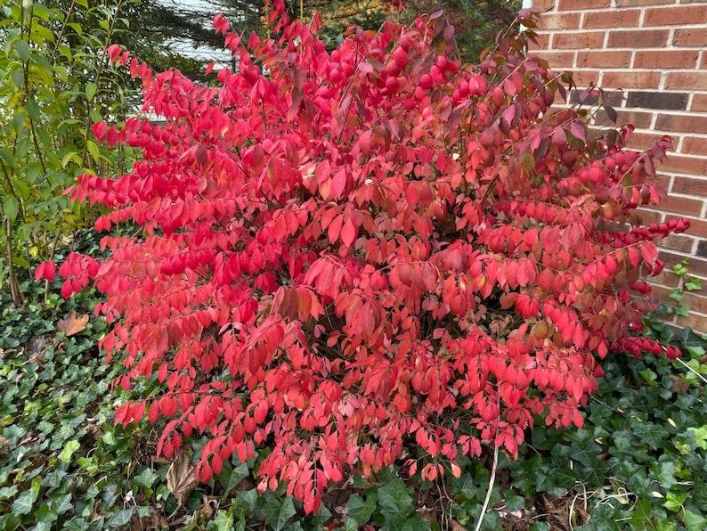 Growing the dwarf burning bush (Euonymus alatus Compacta), perennial ...