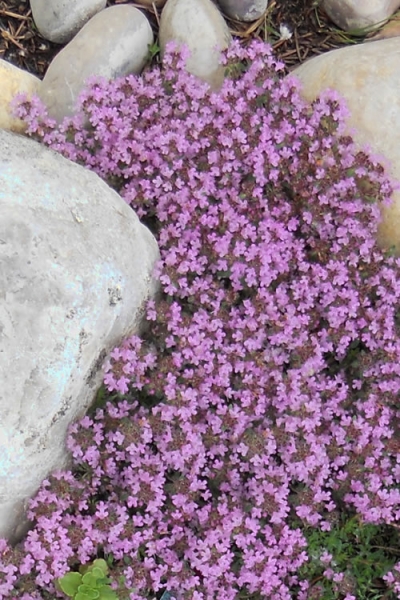 Growing the pink chintz thyme (Thymus serpyllum), perennial, evergreen ...