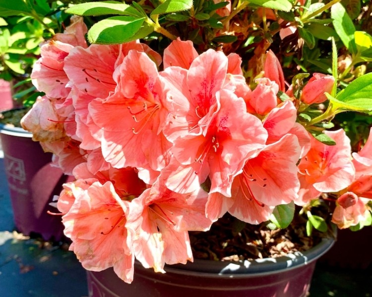 Growing the autumn sunburst encore azalea, perennial, evergreen, shrub