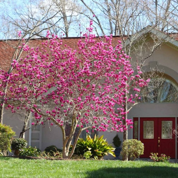 Growing the jane magnolia tulip tree magnolia liliflora perennial