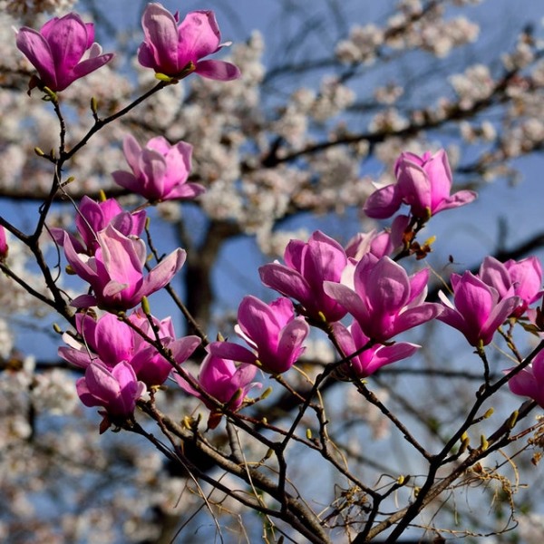 Growing the jane magnolia tulip tree (Magnolia liliflora), perennial ...