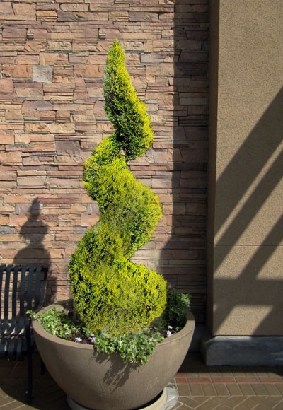 Growing the goldcrest monterey lemon cypress spiral topiary (Cupressus ...