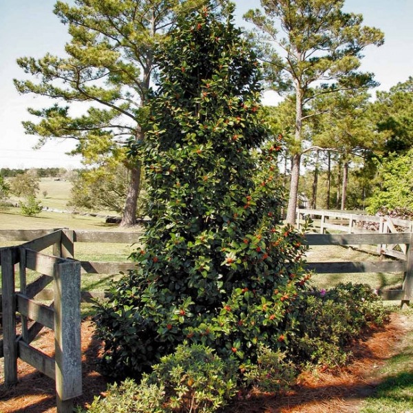 Growing the robin red holly tree (Ilex hybrid Conlin PP9486), perennial ...