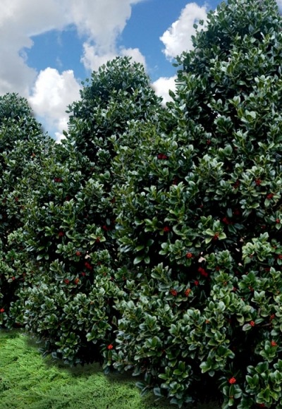 Growing the liberty holly (Ilex x Conty PP12009), perennial, evergreen ...