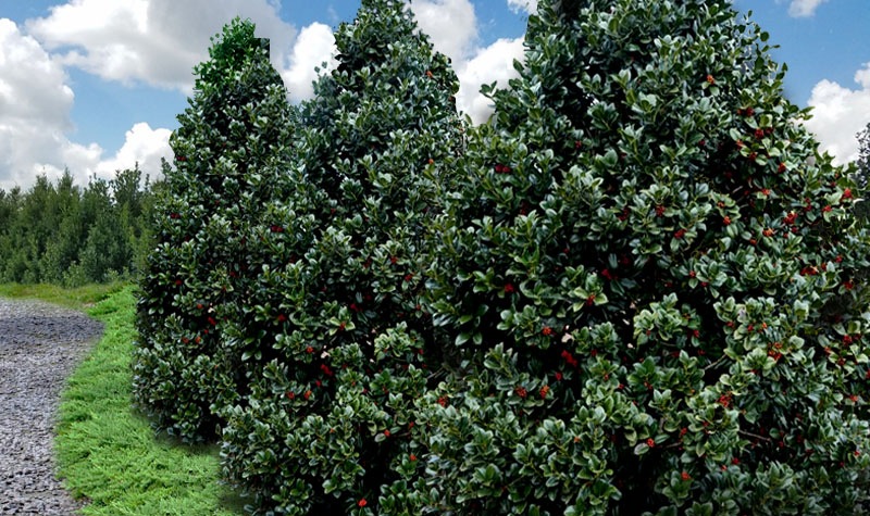 Growing the liberty holly (Ilex x Conty PP12009), perennial, evergreen ...