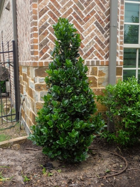 Growing the liberty holly (Ilex x Conty PP12009), perennial, evergreen ...