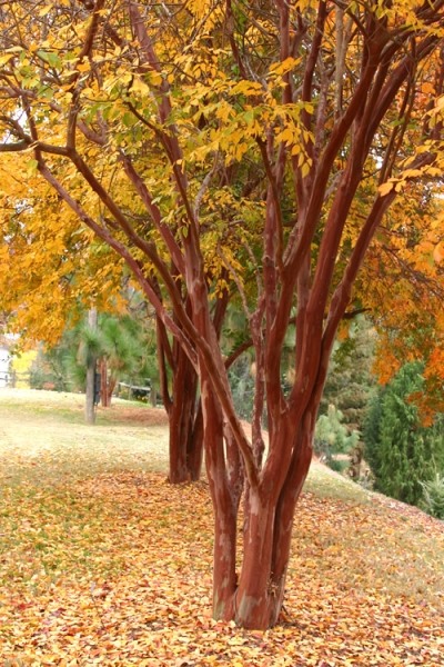 Growing the natchez white crape myrtle (Lagerstroemia indica x fauriei ...