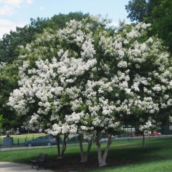 Growing the natchez white crape myrtle (Lagerstroemia indica x fauriei ...