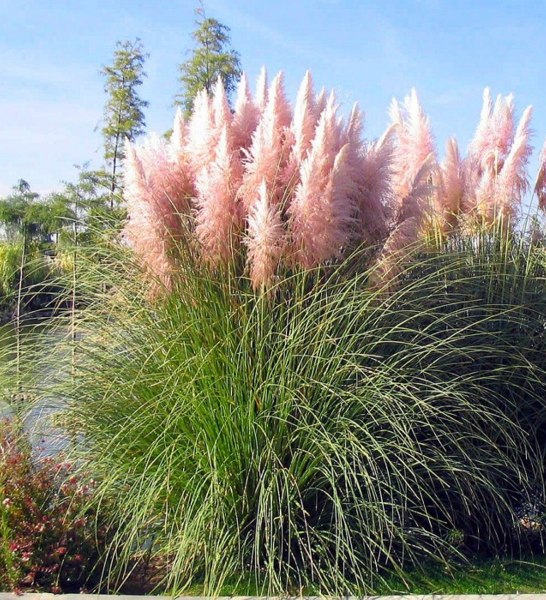 Growing the pink pampas grass (Cortaderia selloana), annual, grass ...