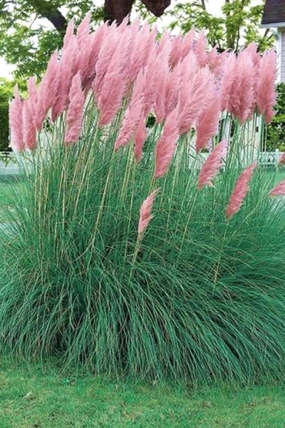 Growing the pink pampas grass (Cortaderia selloana), annual, grass ...