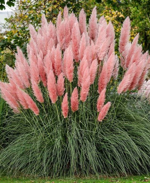 Growing the pink pampas grass (Cortaderia selloana), annual, grass ...