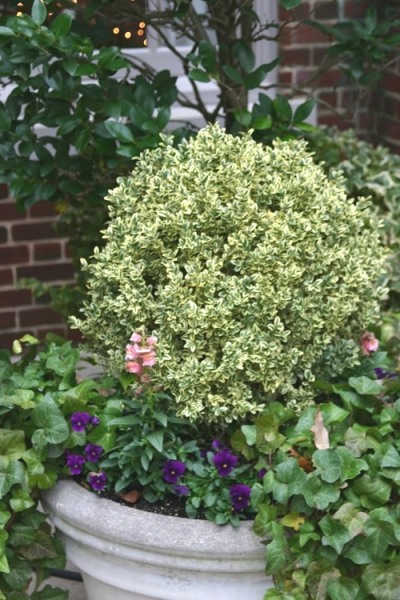 Growing the dwarf variegated boxwood (Buxus sempervirens), perennial ...