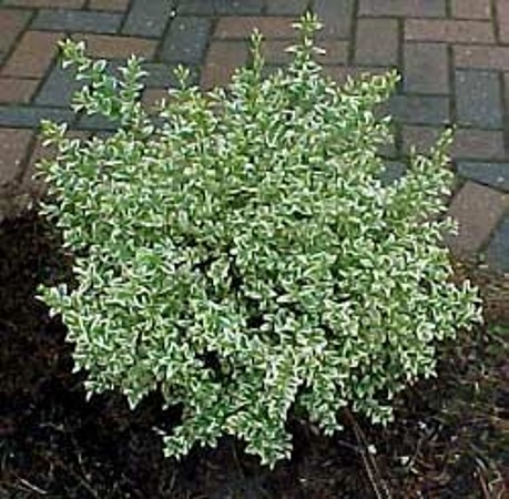 Growing the dwarf variegated boxwood (Buxus sempervirens), perennial ...