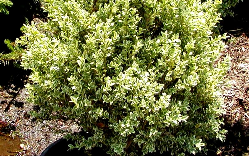 Growing the dwarf variegated boxwood (Buxus sempervirens), perennial ...