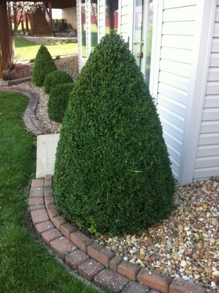 Growing the green mountain boxwood (Buxus), perennial, tree, shrub ...