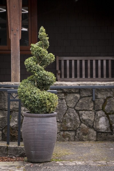 Growing The Green Mountain Boxwood (buxus), Perennial, Tree, Shrub 