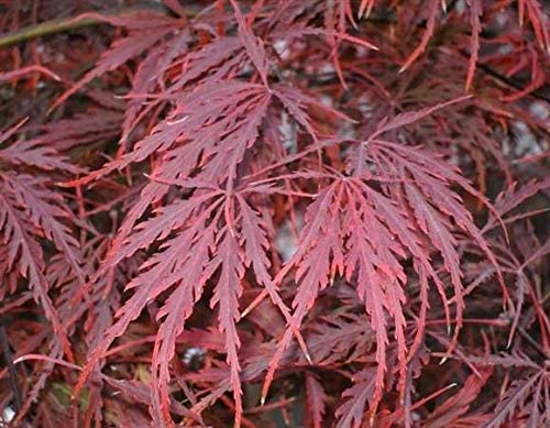 Growing the crimson queen dwarf japanese maple (Acer palmatum var ...