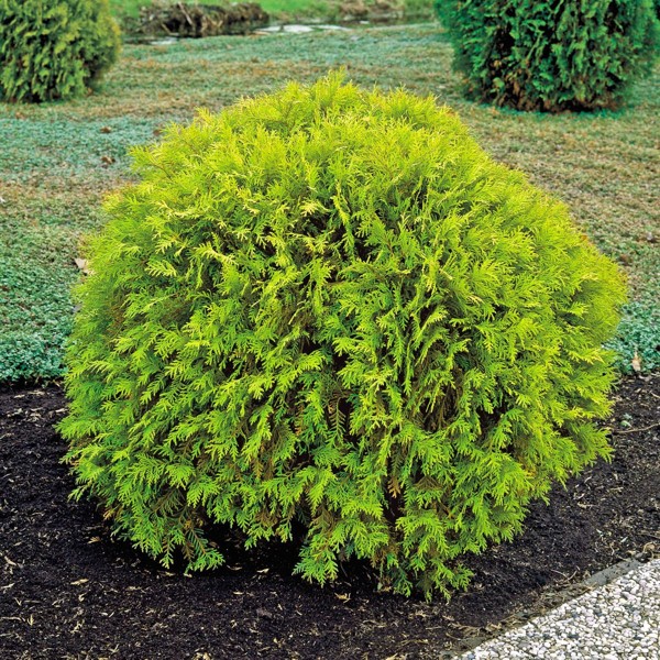 Growing the golden globe arborvitae (Thuja occidentalis), perennial ...