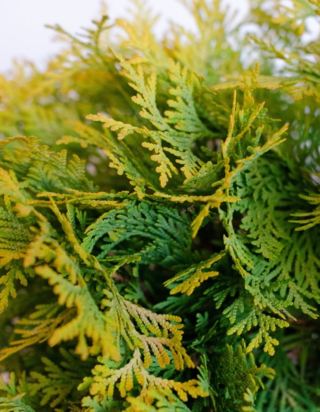 Growing the golden globe arborvitae (Thuja occidentalis), perennial ...